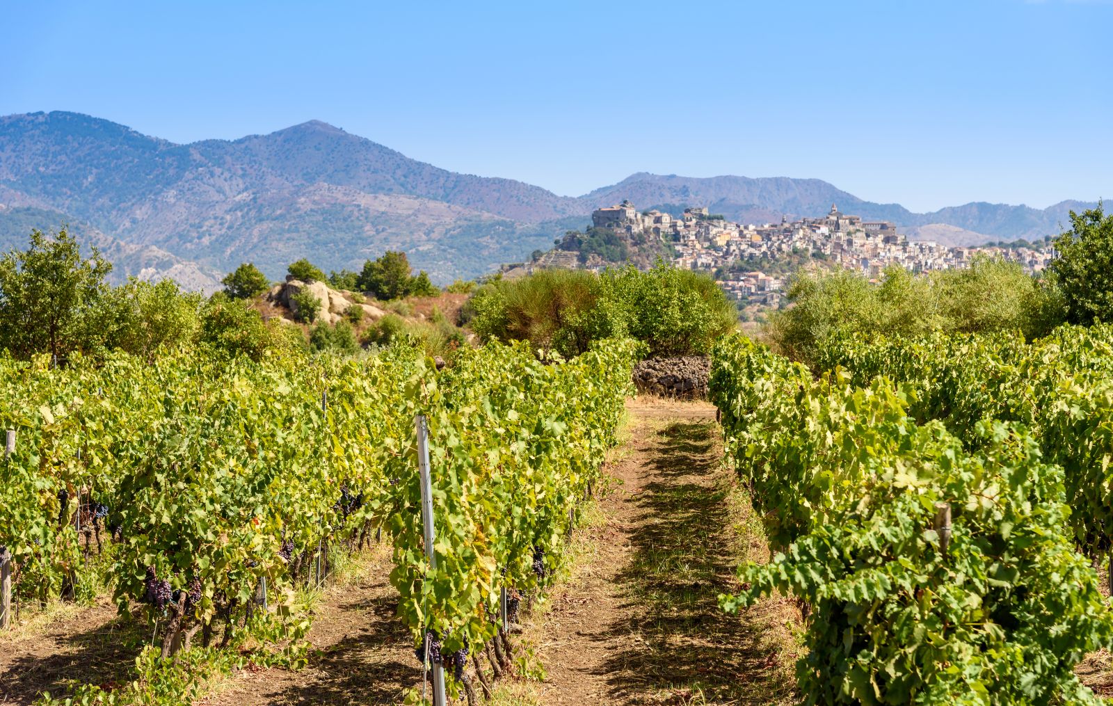 Panoramic Sicilian vineyard with Mount Etna volcano, showcasing volcanic terroir behind Etna Bianco Carricante wines